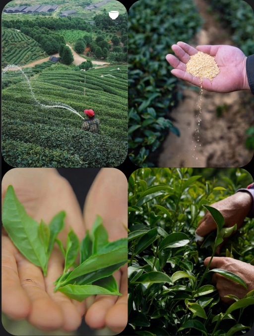 Tea garden soil conditions on the aroma of tea